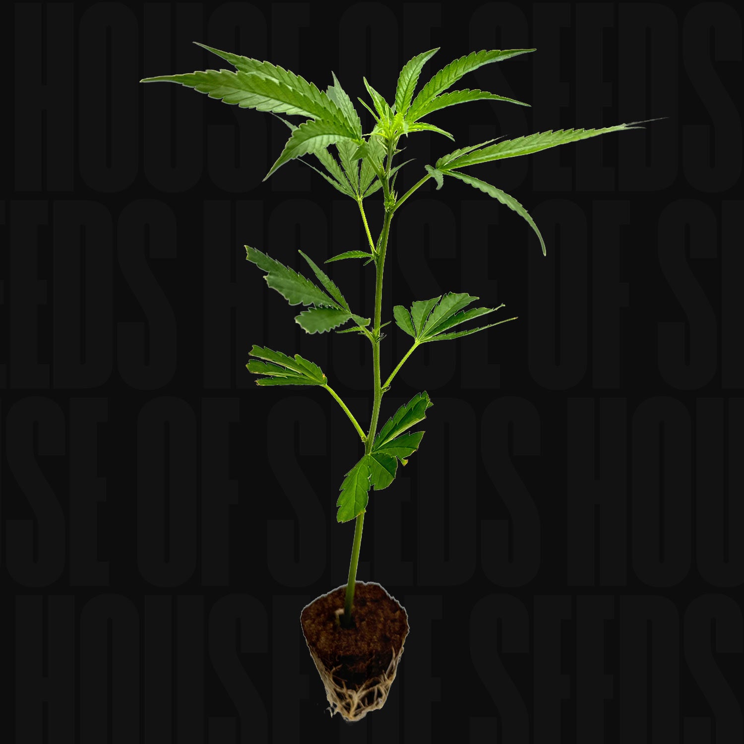 Blue Zushi - House of Seeds