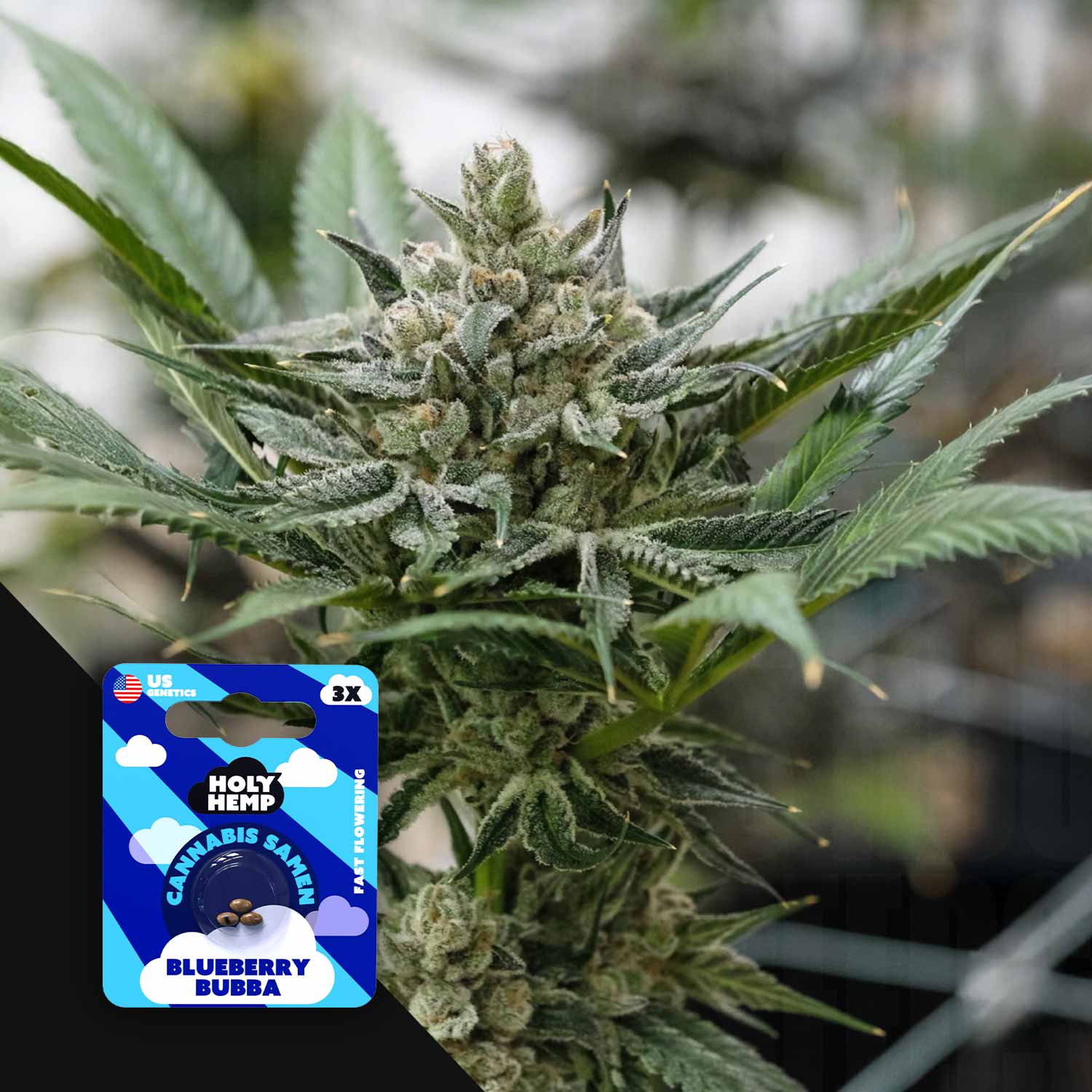 Blueberry Bubba - House of Seeds