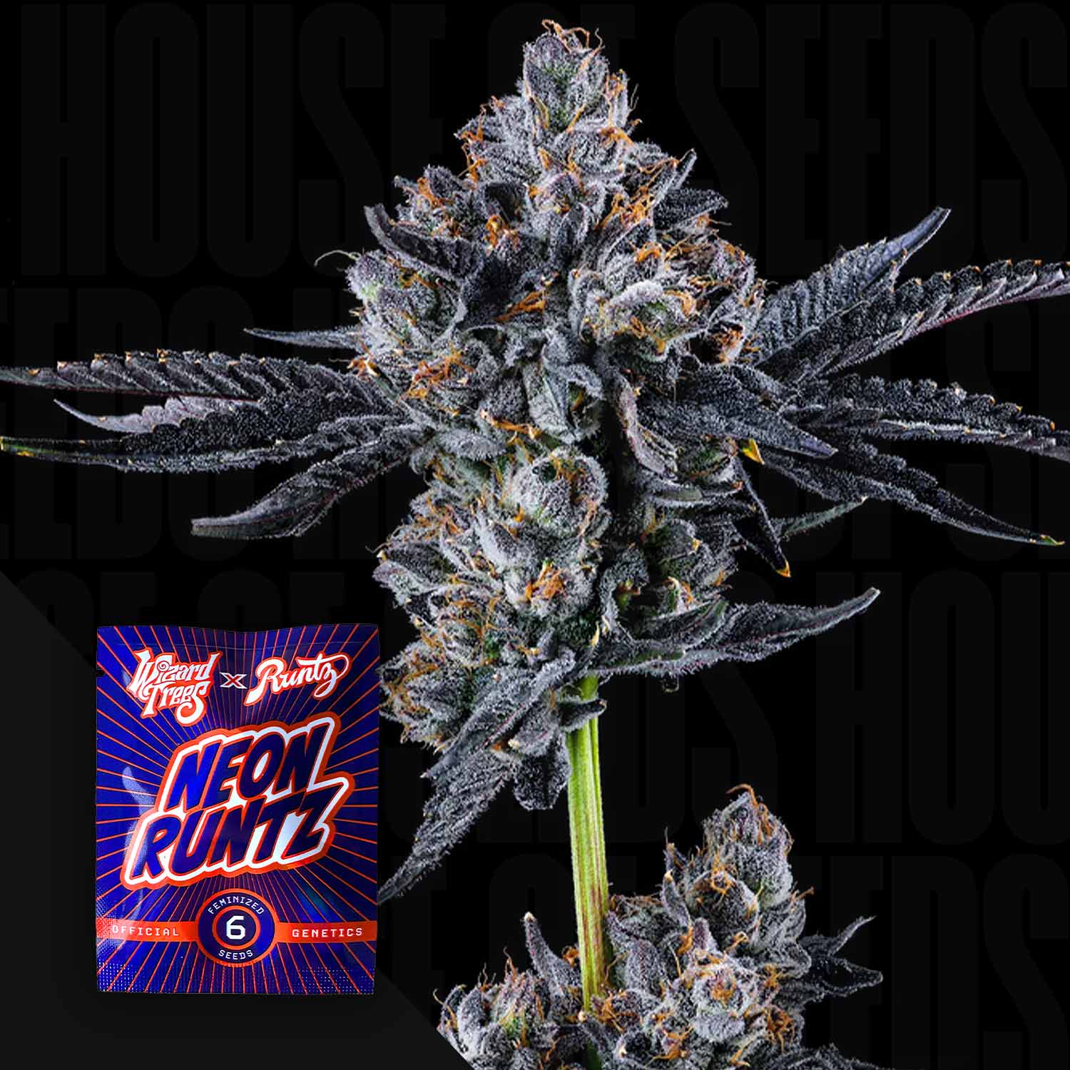 Broadway Runtz - House of Seeds