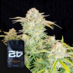 Bruce Banner Auto - House of Seeds