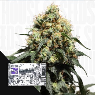 Bruce Lemon Diesel - House of Seeds