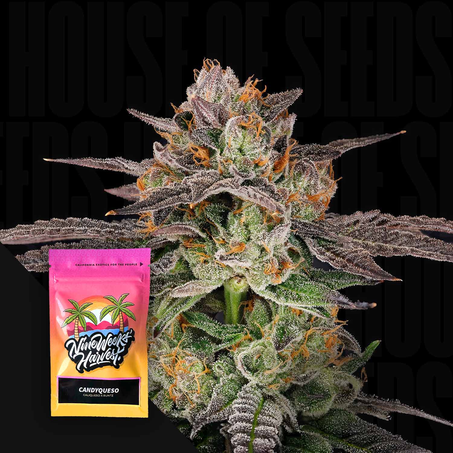Candyqueso - House of Seeds