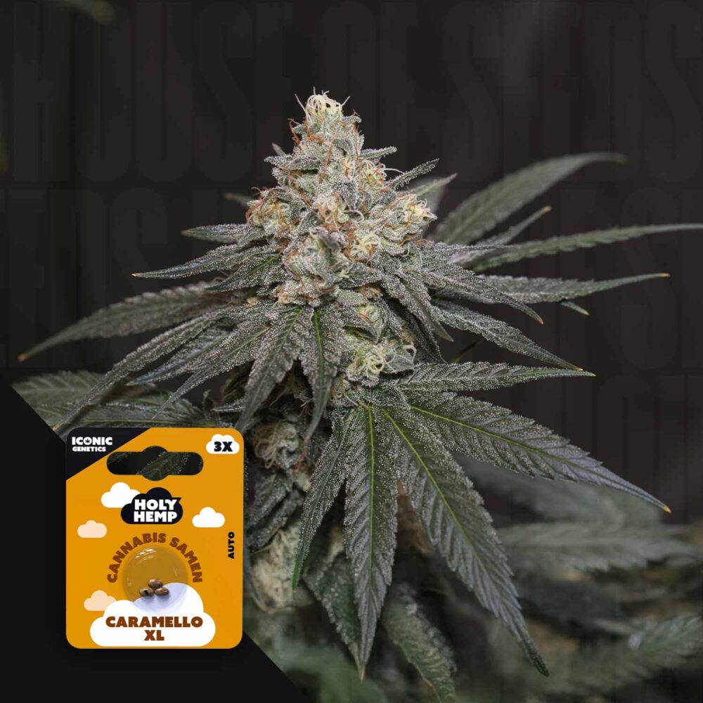 Caramello XL - House of Seeds