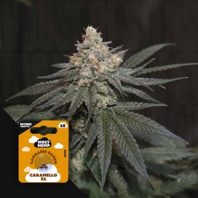Caramello XL - House of Seeds