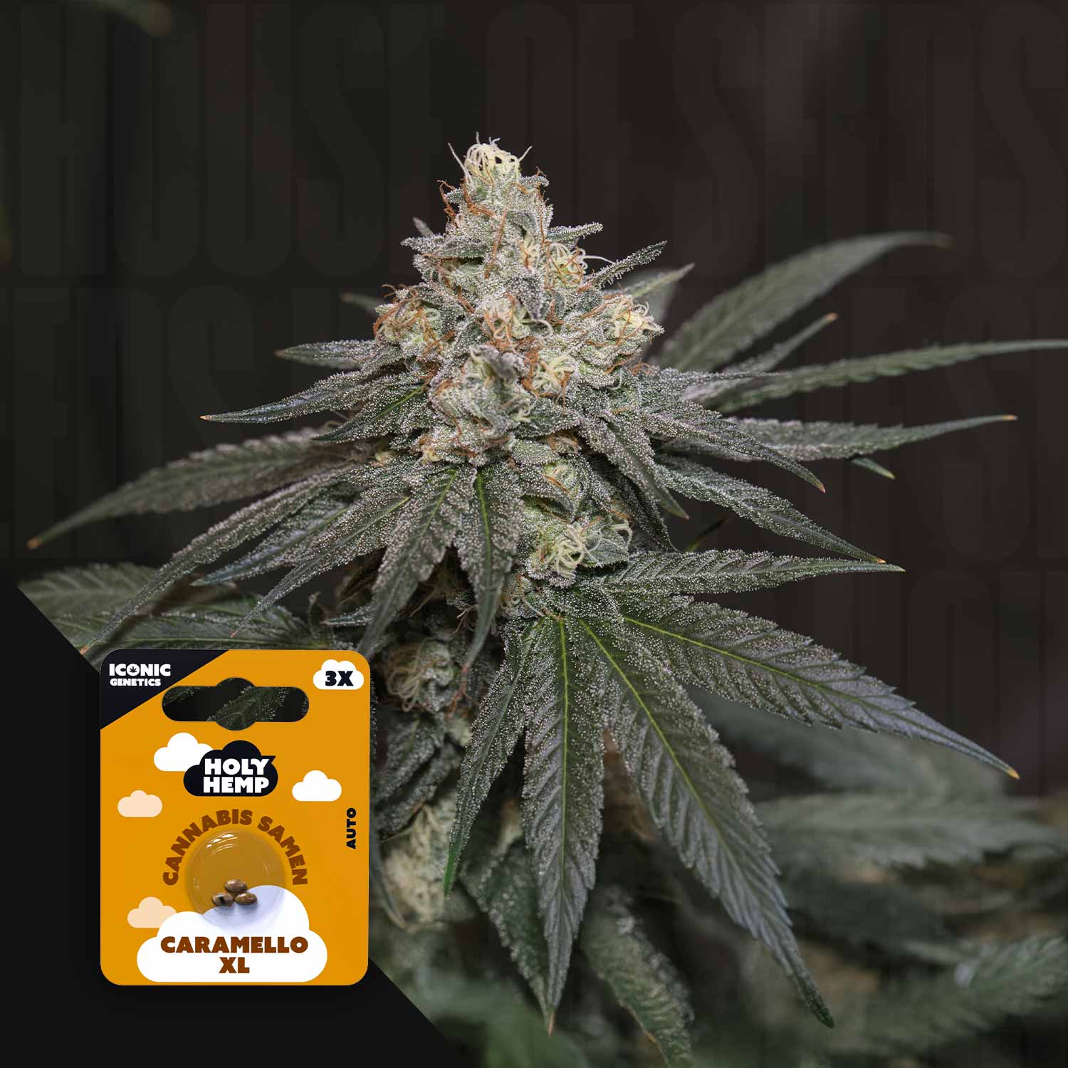 Caramello XL - House of Seeds