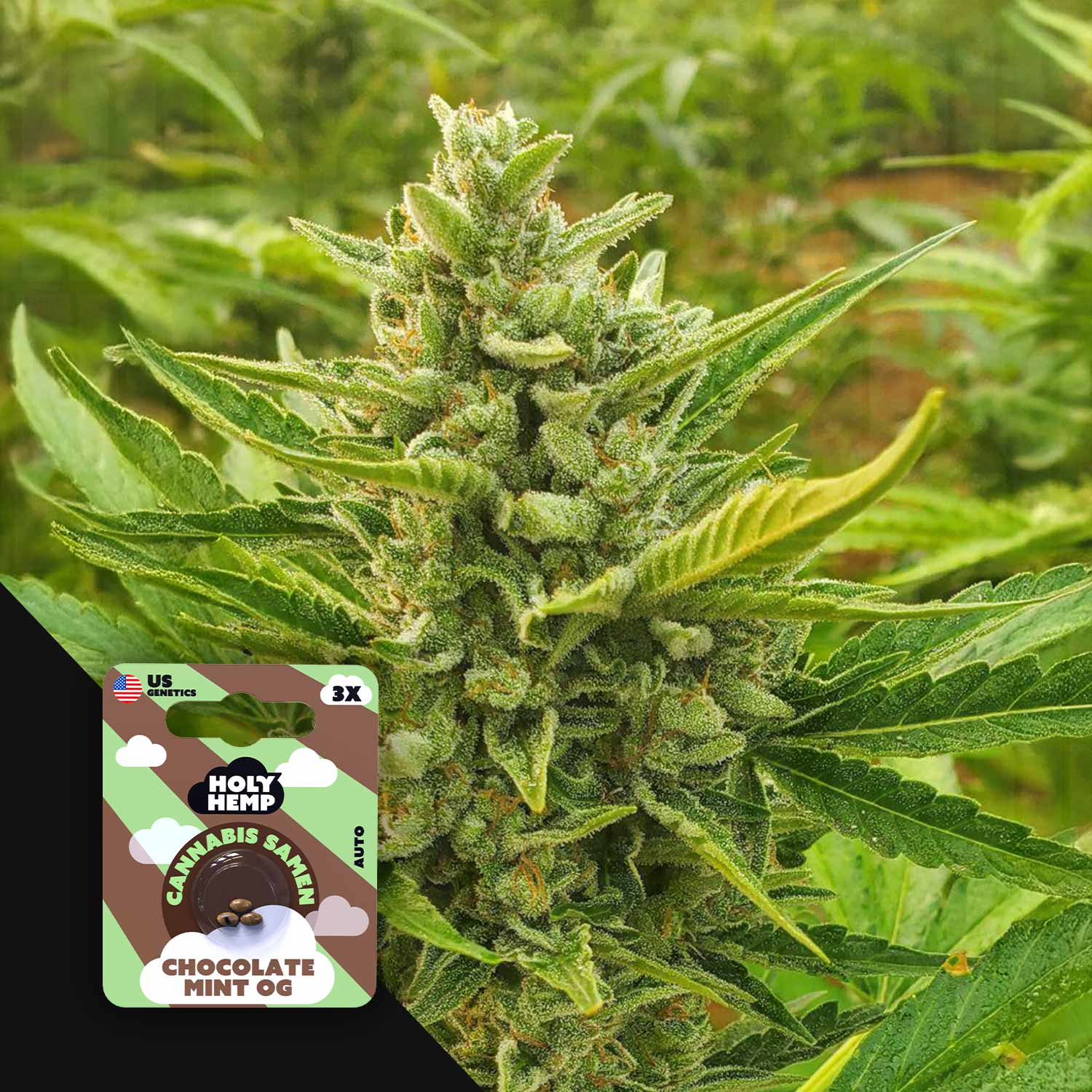 Chocolate Mint OG - House of Seeds
