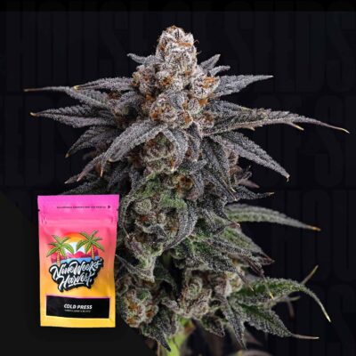 Cold Press - House of Seeds