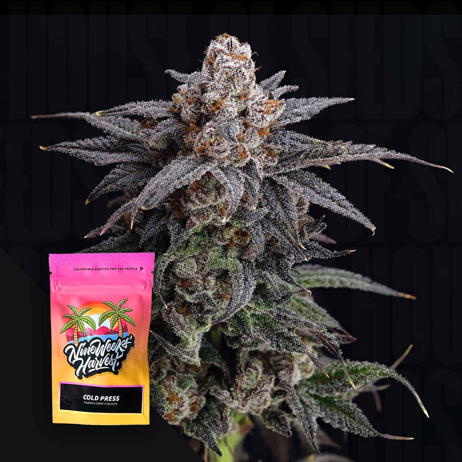 Cold Press - House of Seeds