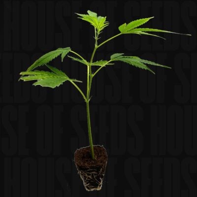 Critical+ 2.0 - House of Seeds