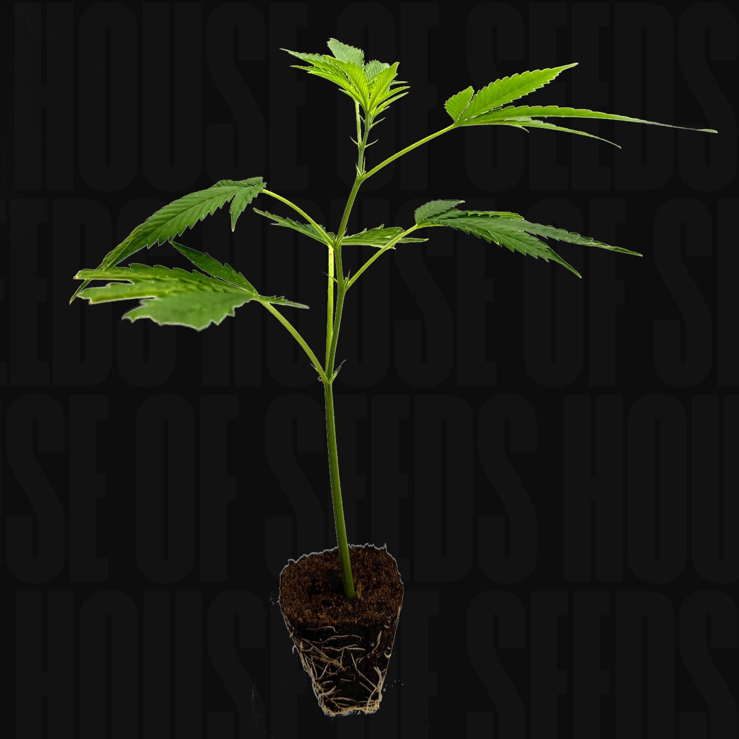 Critical+ 2.0 - House of Seeds