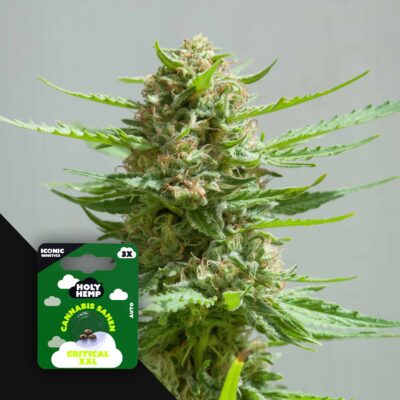 Critical XXL - House of Seeds