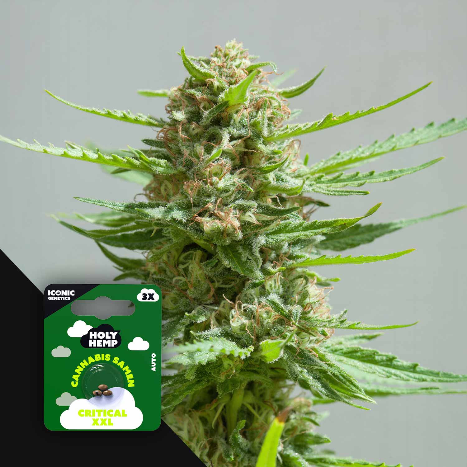 Critical XXL - House of Seeds
