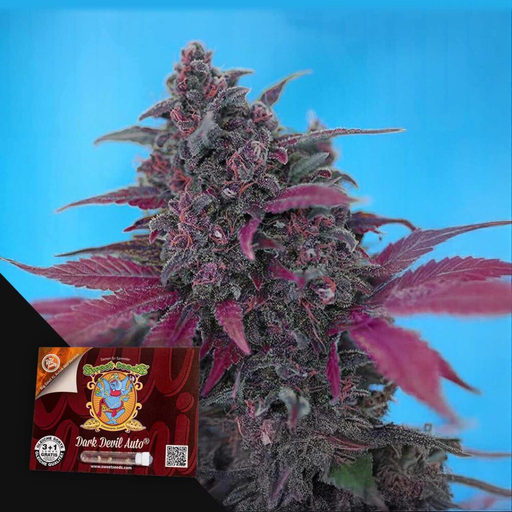 Dark Devil Auto - House of Seeds
