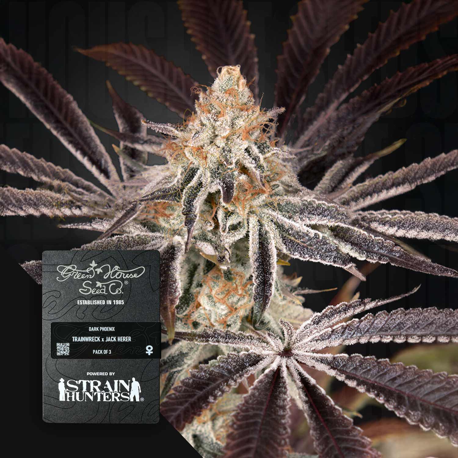 Dark Phoenix - House of Seeds