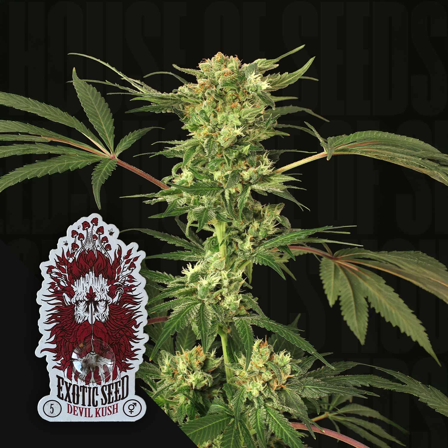 Devil Kush - House of Seeds