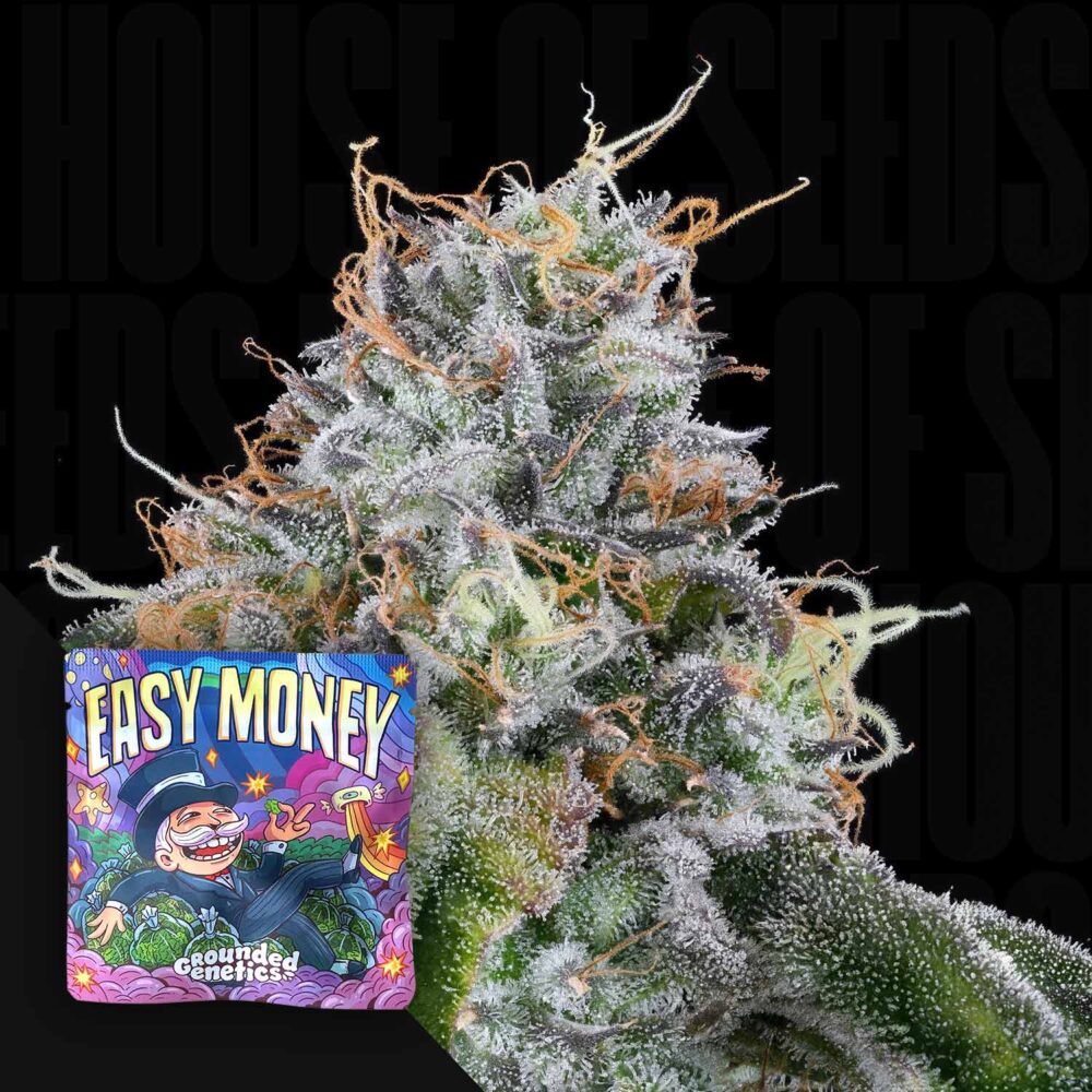 Easy Money - House of Seeds