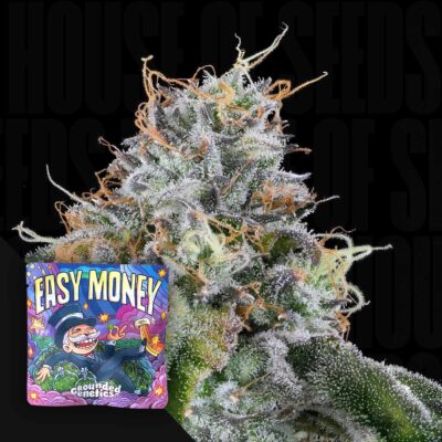 Easy Money - House of Seeds