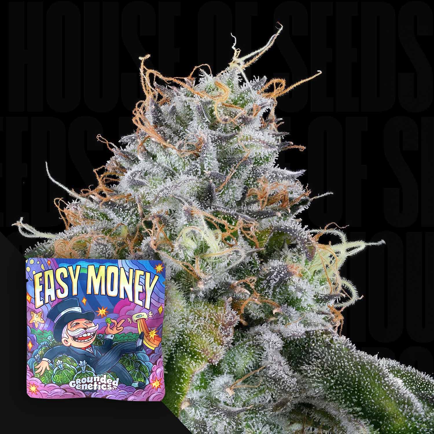 Easy Money - House of Seeds