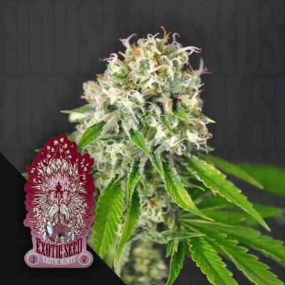 Exotic Runtz - House of Seeds