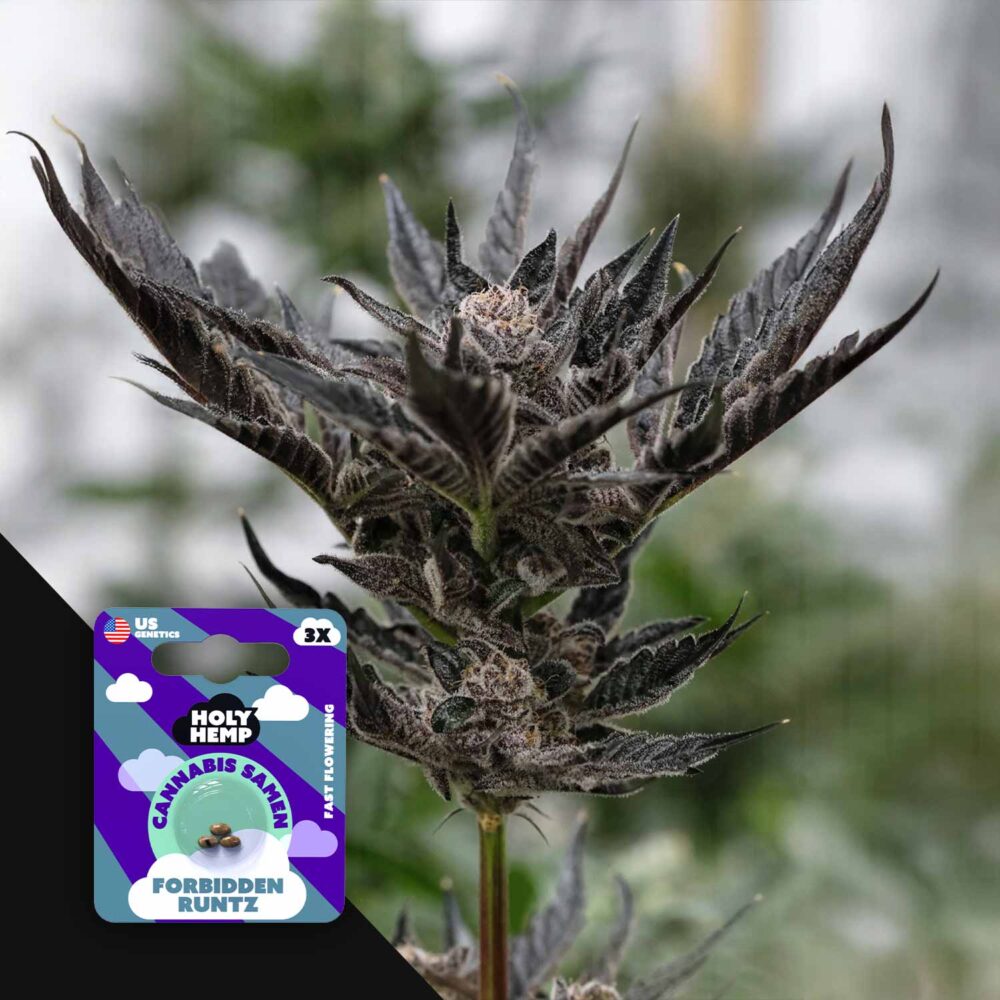 Forbidden Runtz - House of Seeds