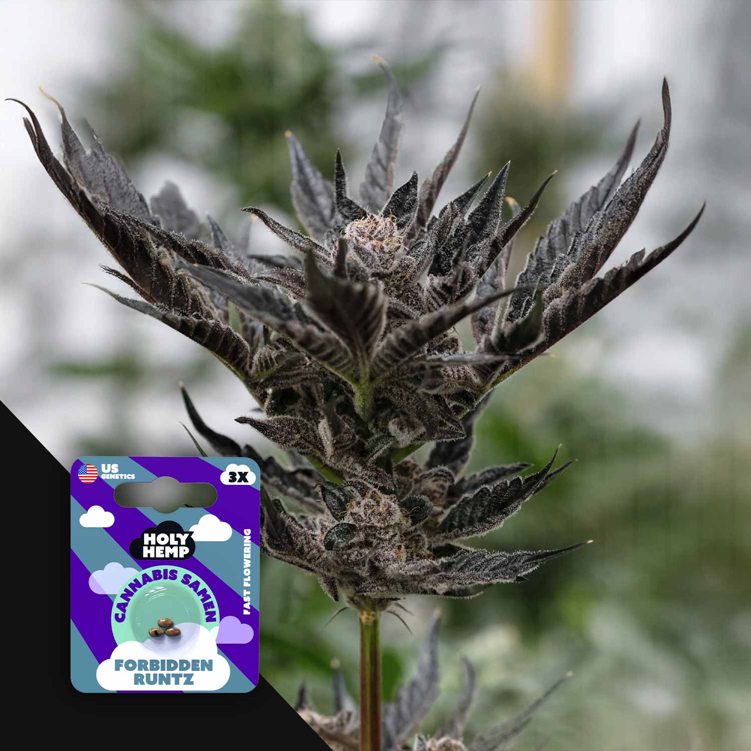 Forbidden Runtz - House of Seeds