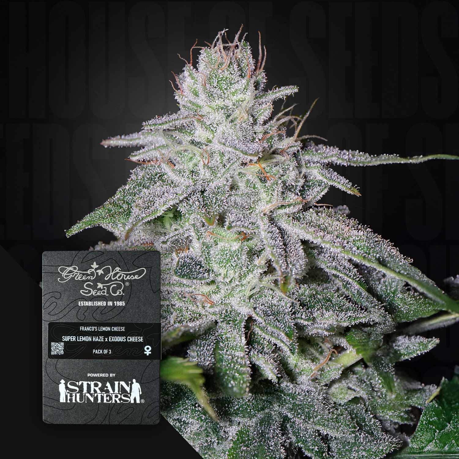 Franco's Lemon Cheese - House of Seeds
