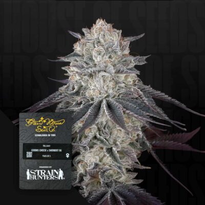 Fullgas! - House of Seeds
