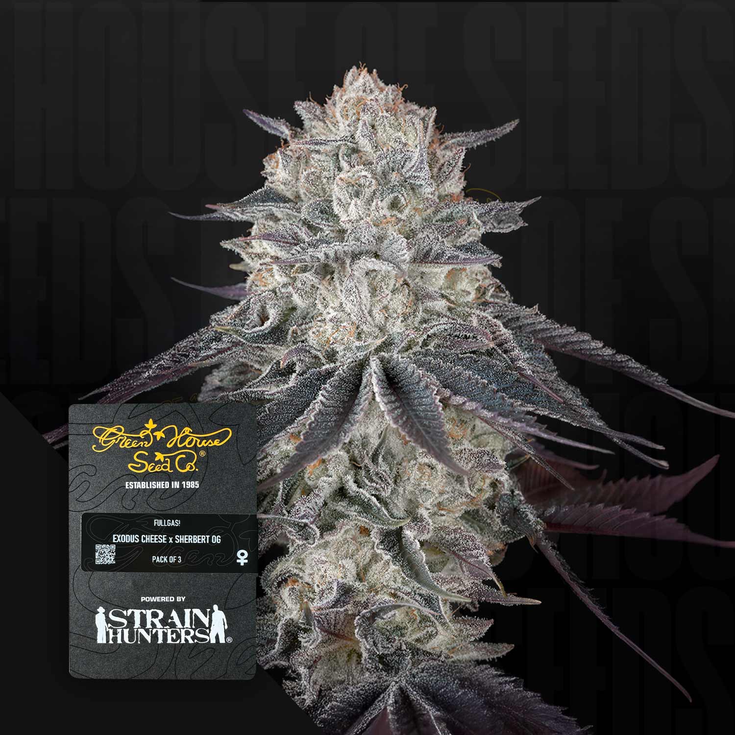 Fullgas! - House of Seeds