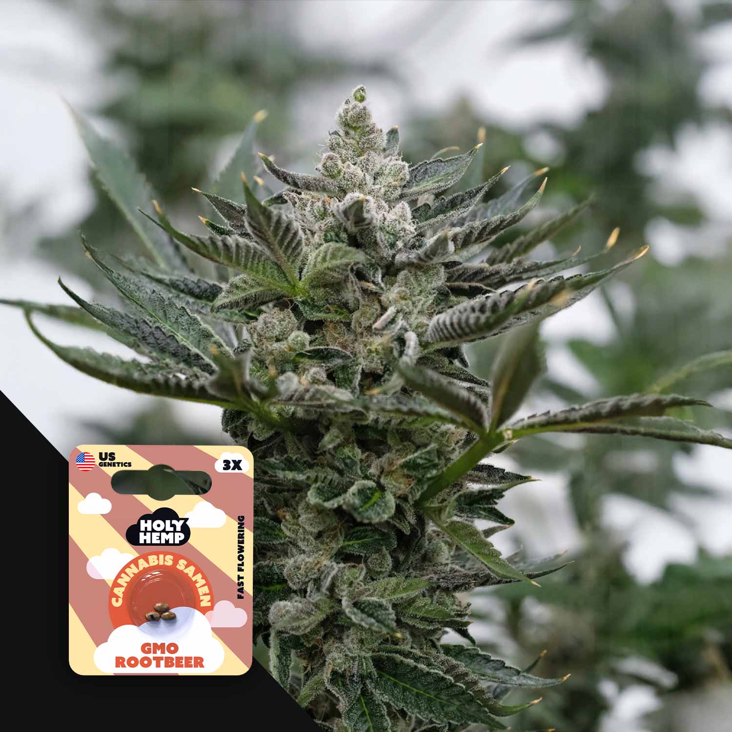 GMO Rootbeer - House of Seeds