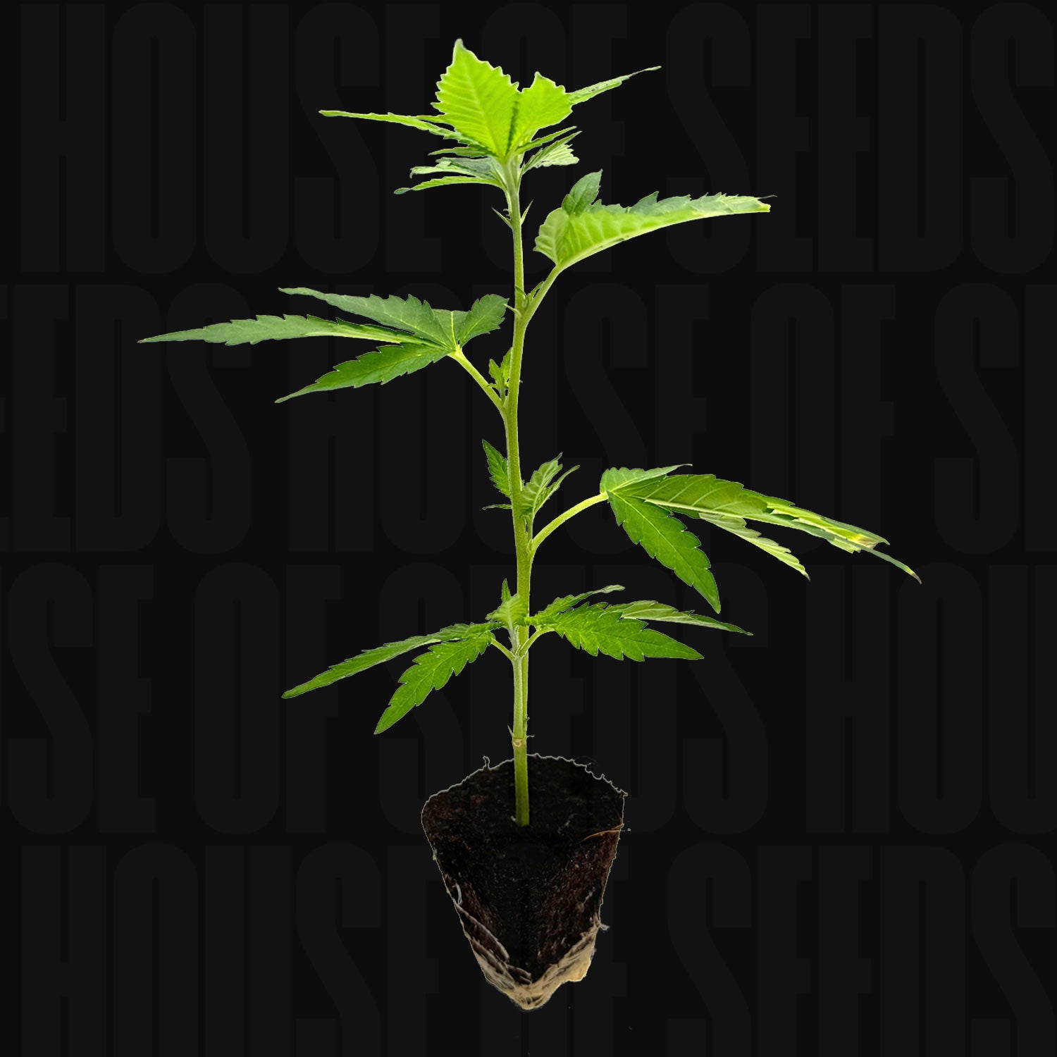 Gogurtz - House of Seeds