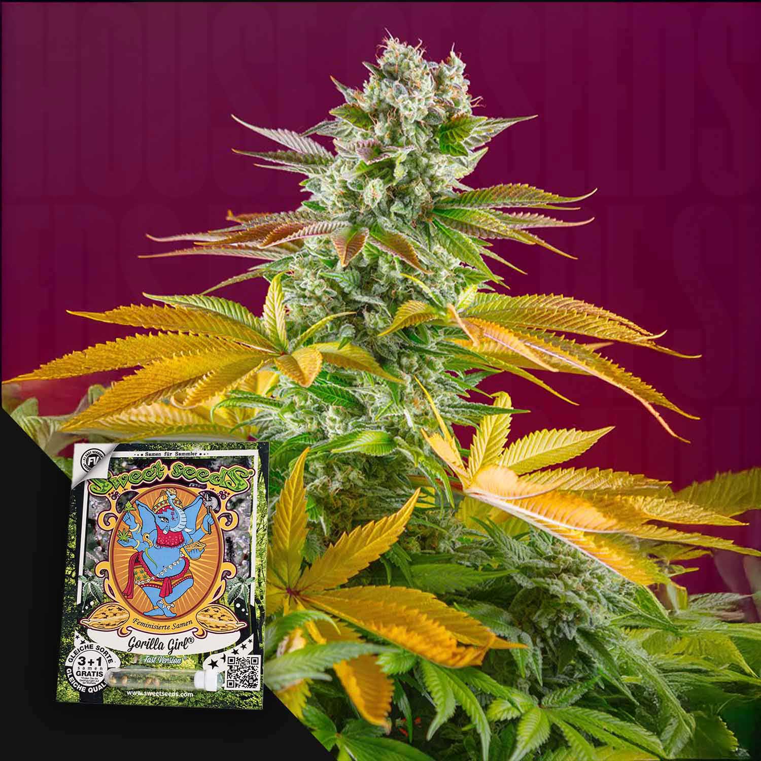 Gorilla Girl F1 FAST - House of Seeds