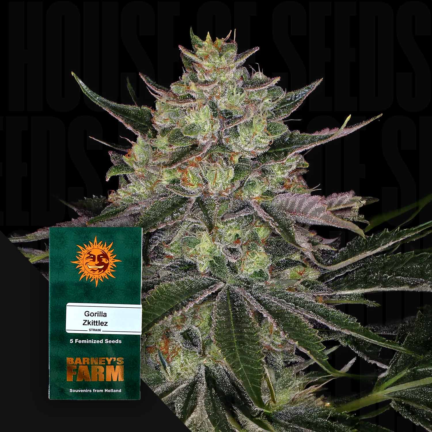 Gorilla Zkittelz - House of Seeds