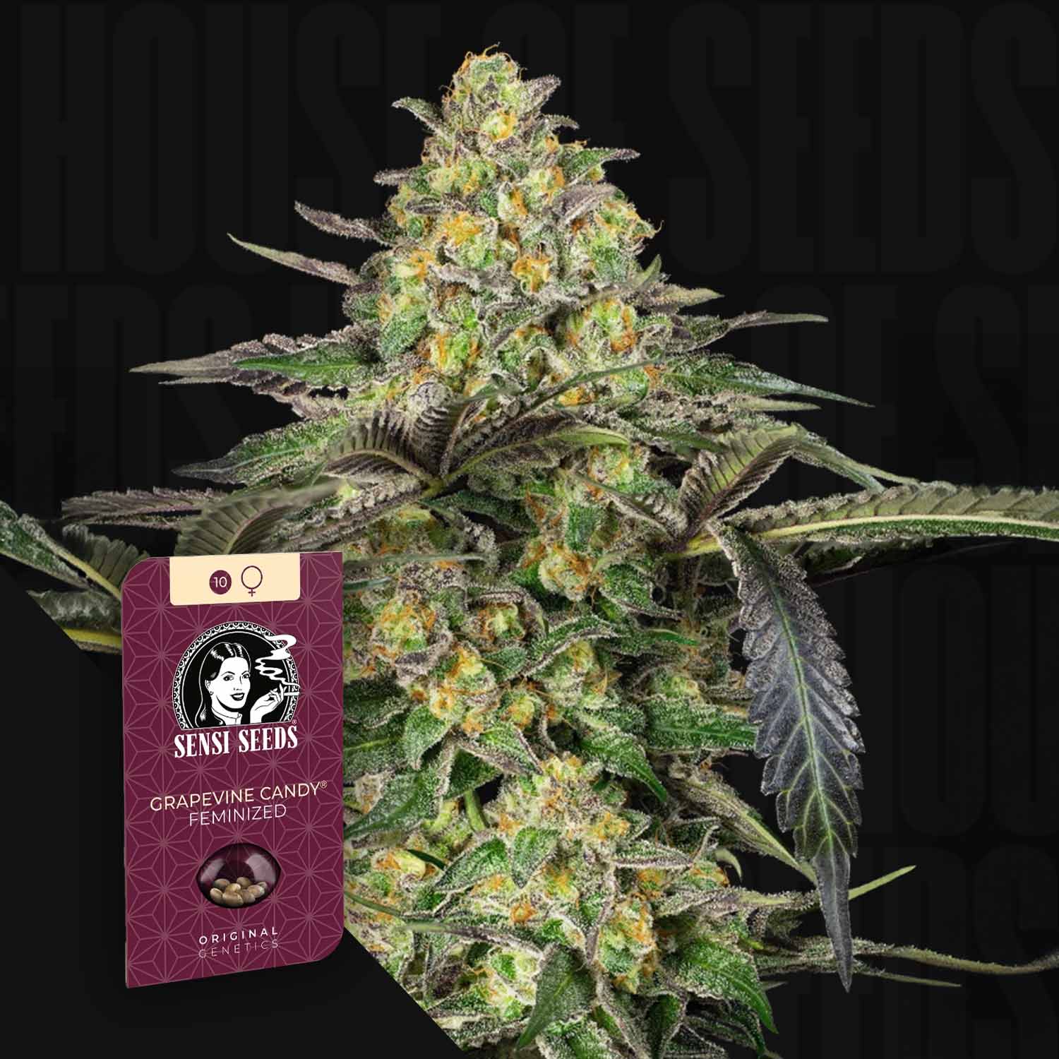 Grapevine Candy - House of Seeds