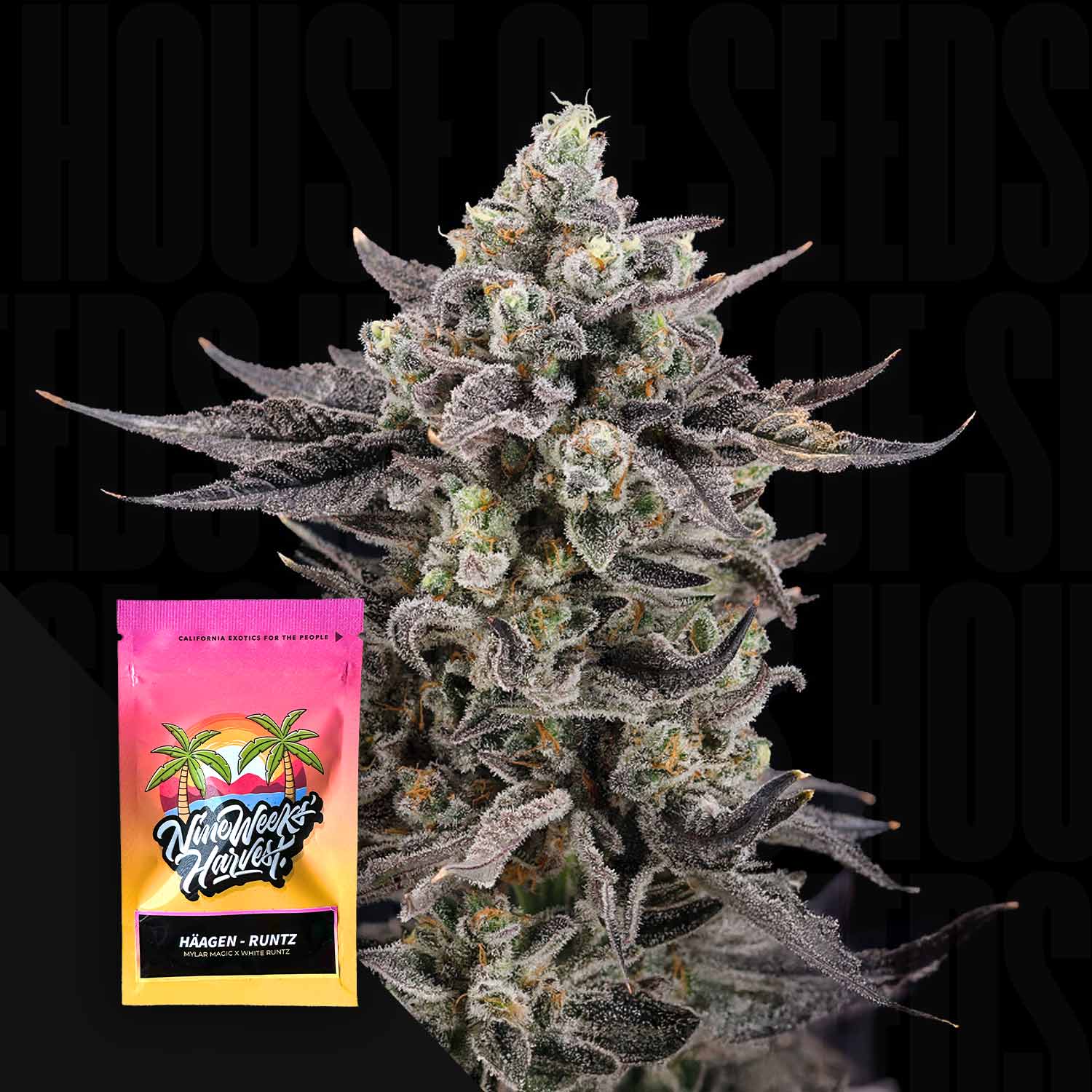 Häagen Runtz - House of Seeds