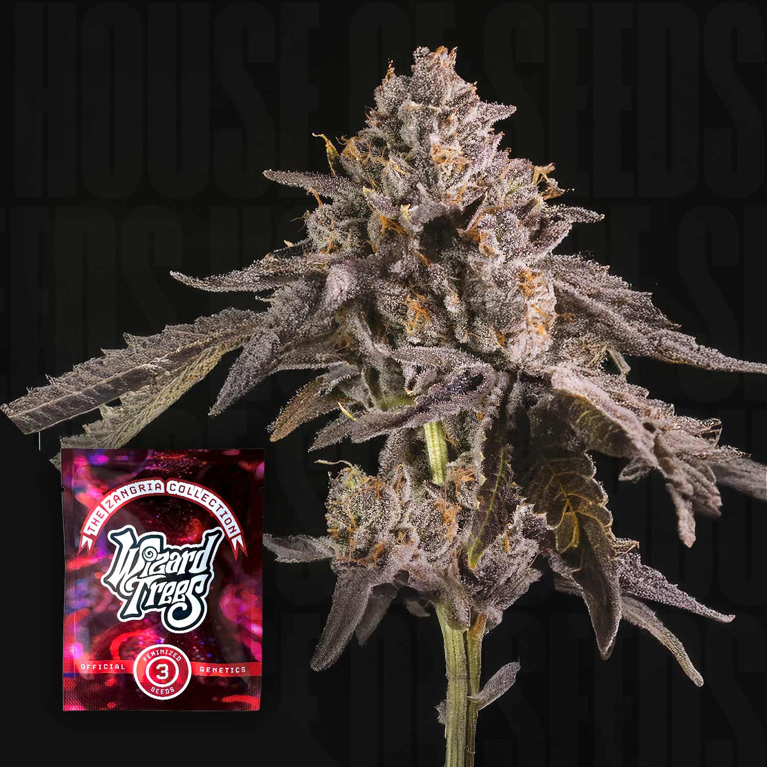 Happy Hour - House of Seeds