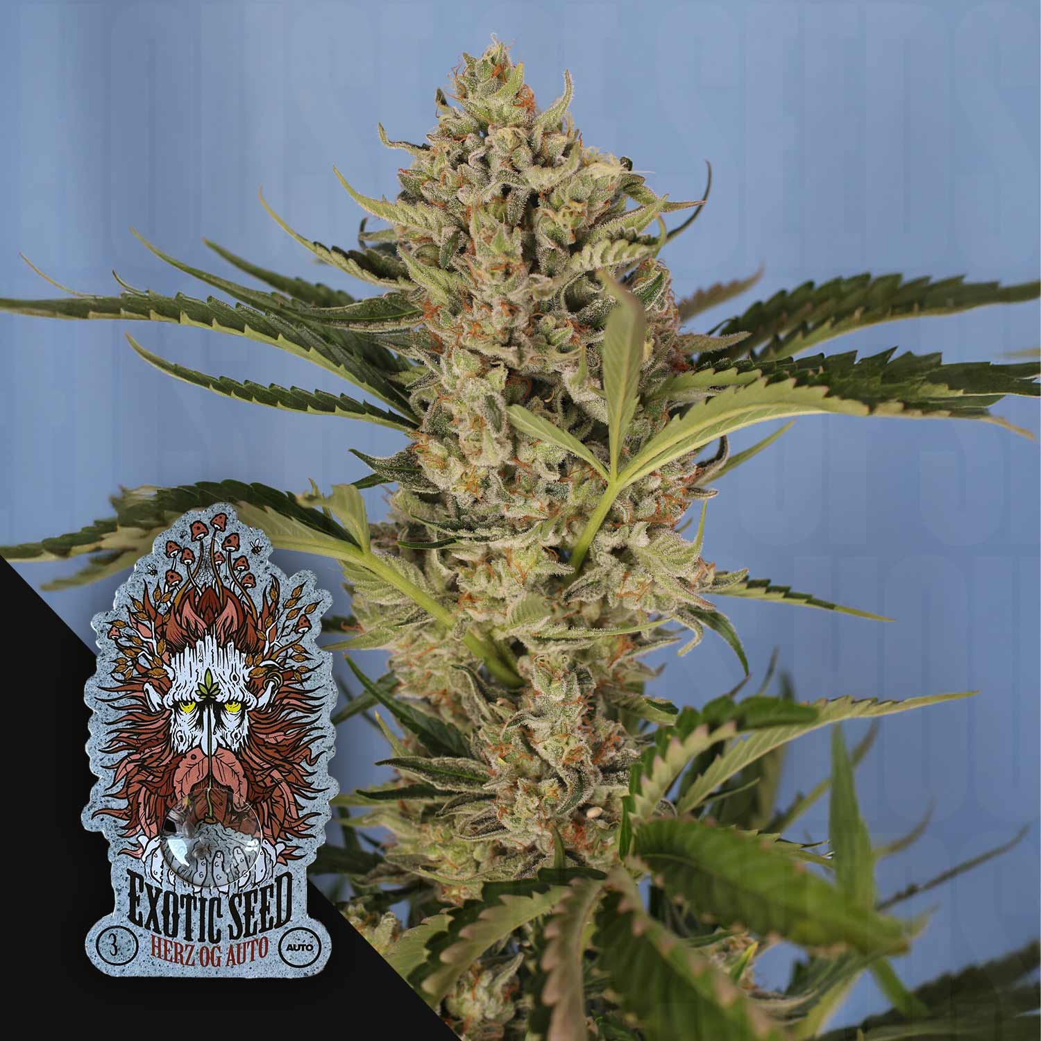 Herz OG Auto - House of Seeds