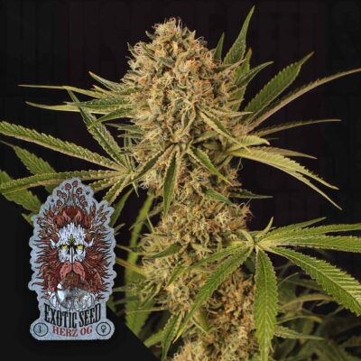 Herz OG - House of Seeds