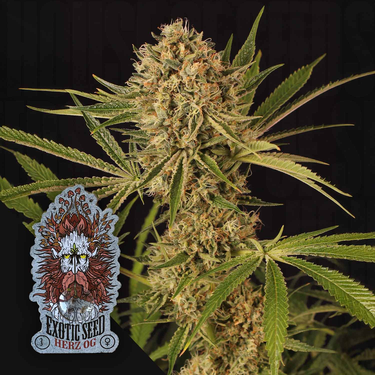 Herz OG - House of Seeds
