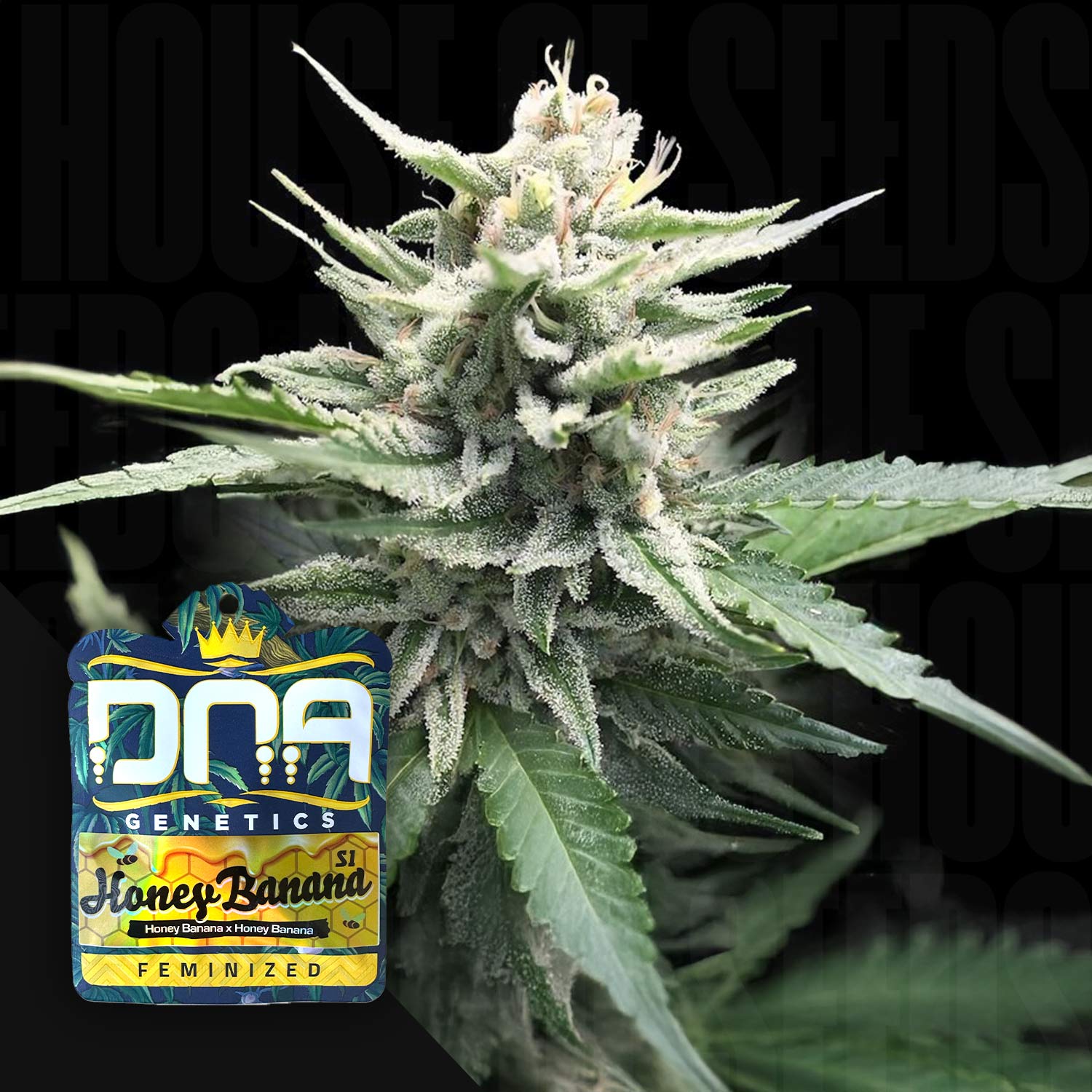 Honey Banana S1 - House of Seeds