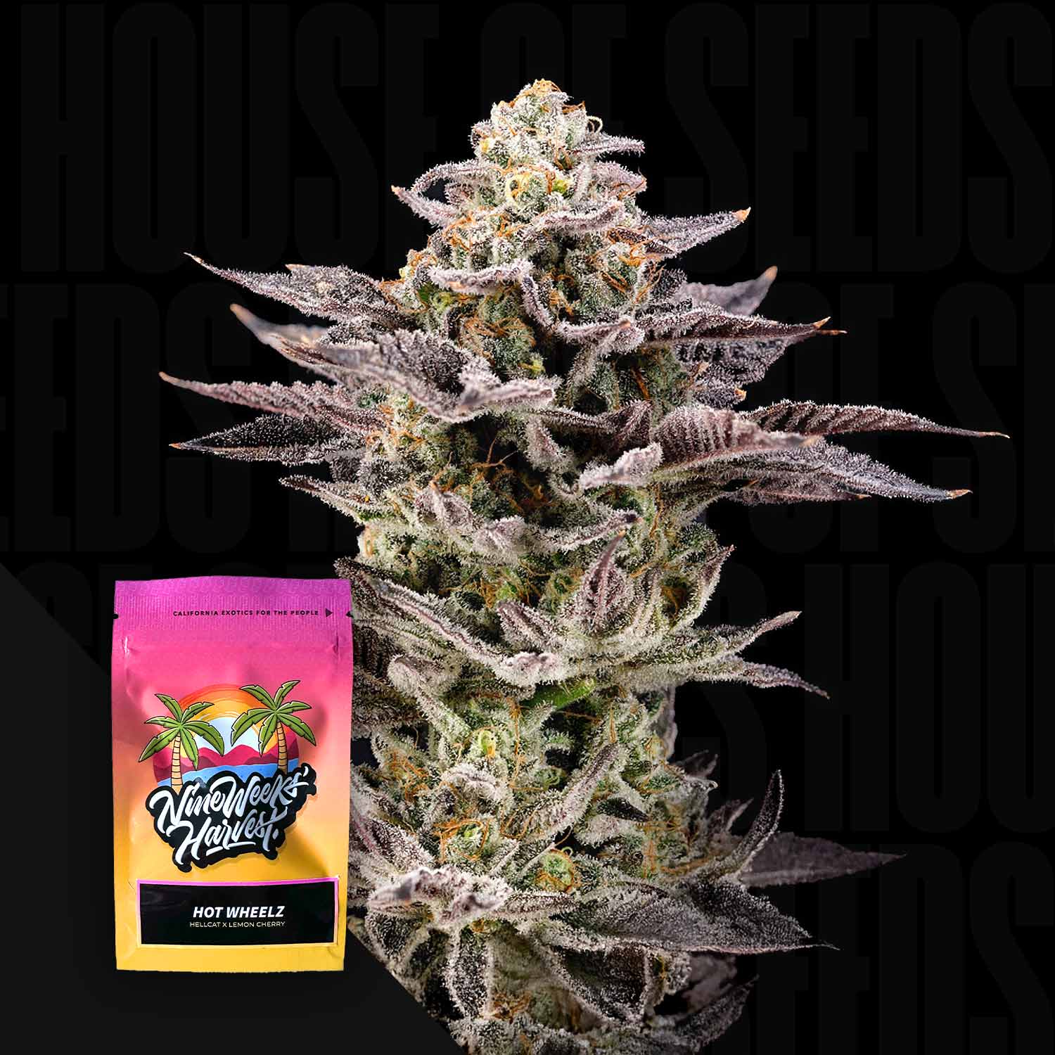 Hot Wheelz - House of Seeds