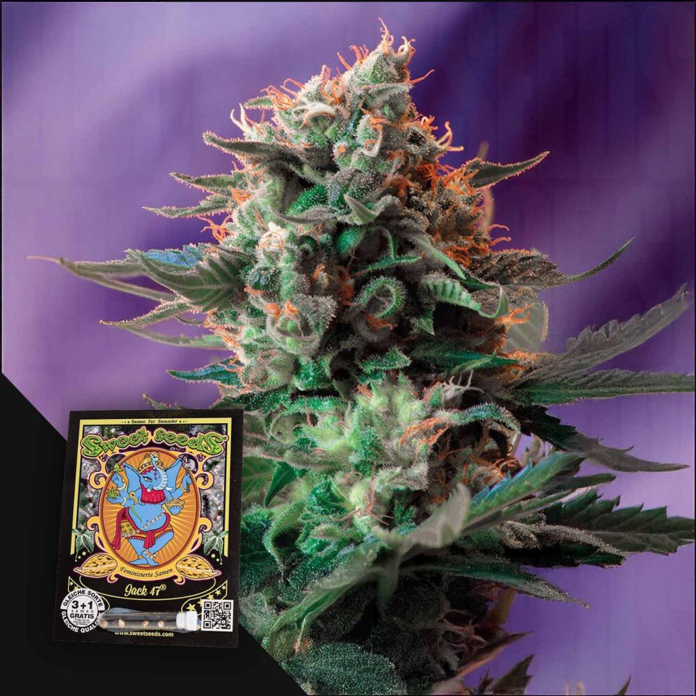 Jack 47 - House of Seeds