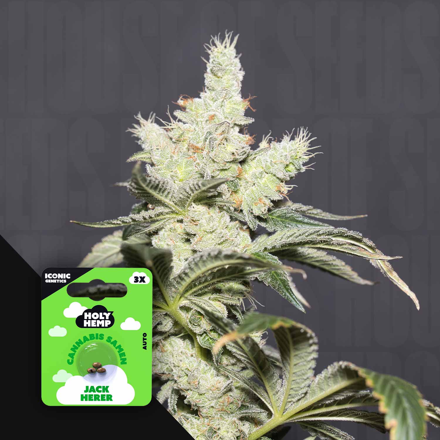 Jack Herer - House of Seeds