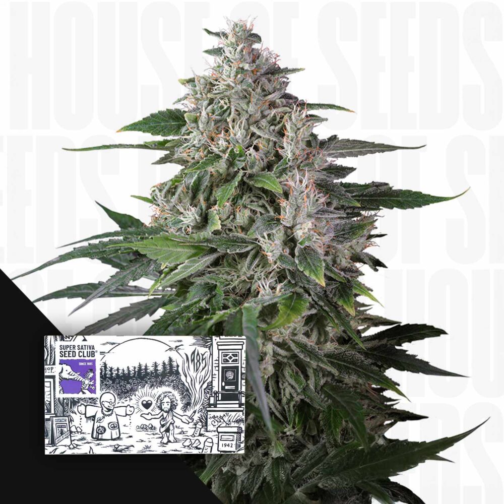 Karels Haze - House of Seeds