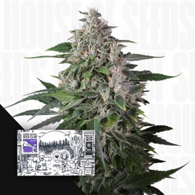 Karels Haze - House of Seeds