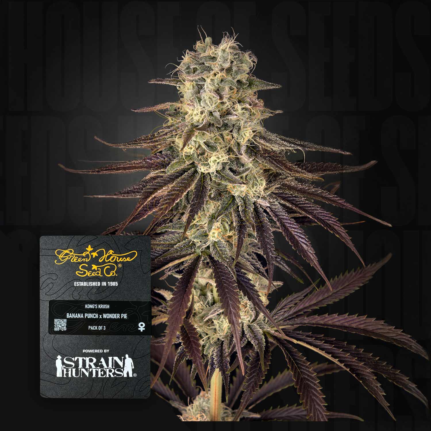 Kong's Krush - House of Seeds