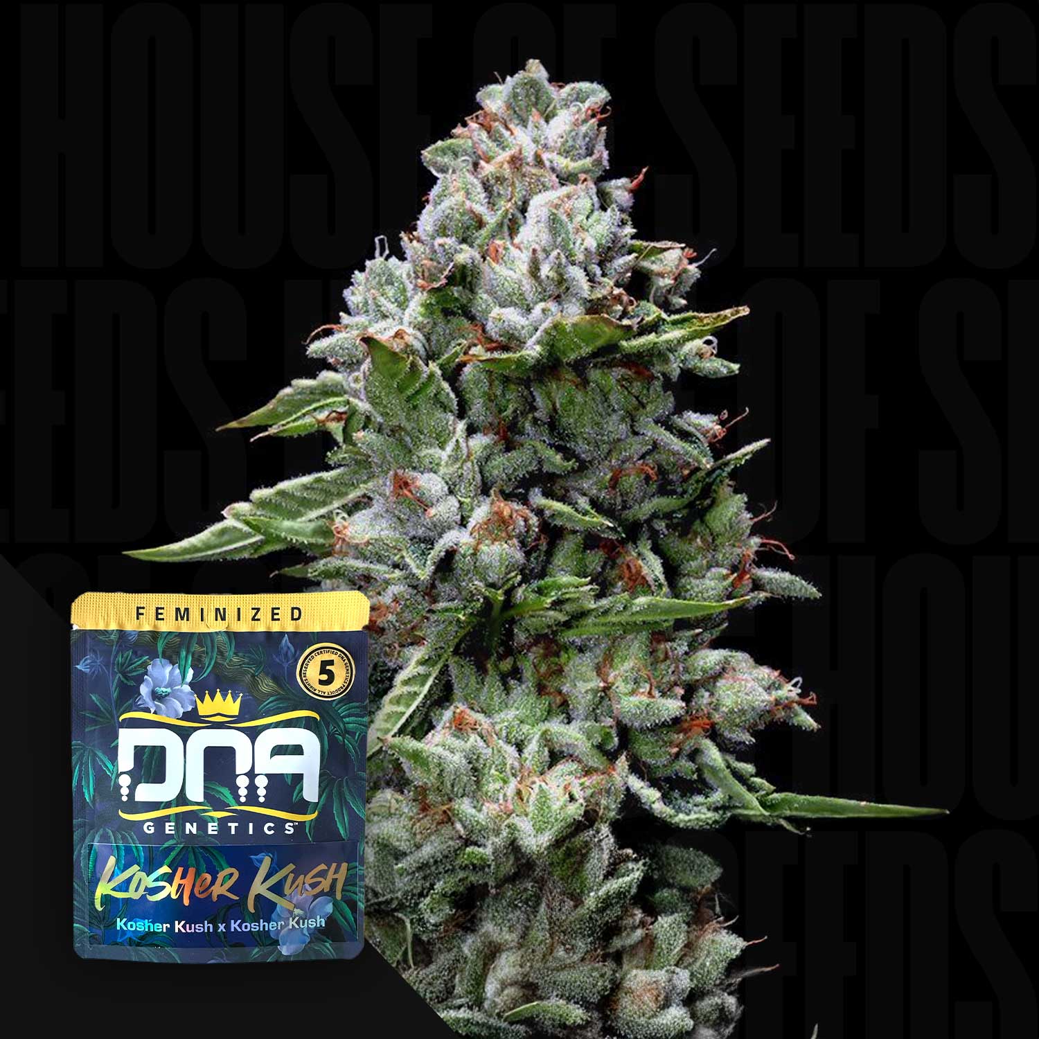 Kosher Kush - House of Seeds