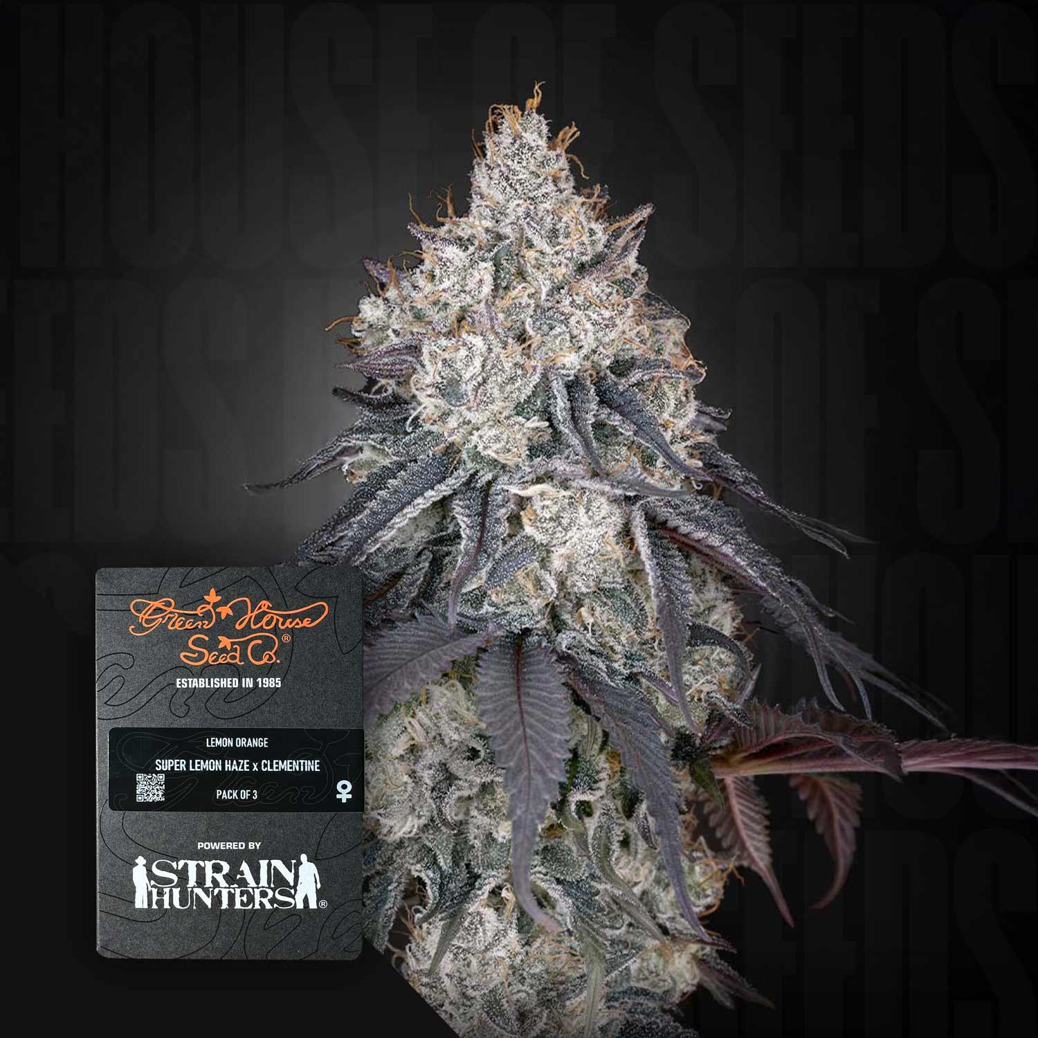 Lemon Orange - House of Seeds