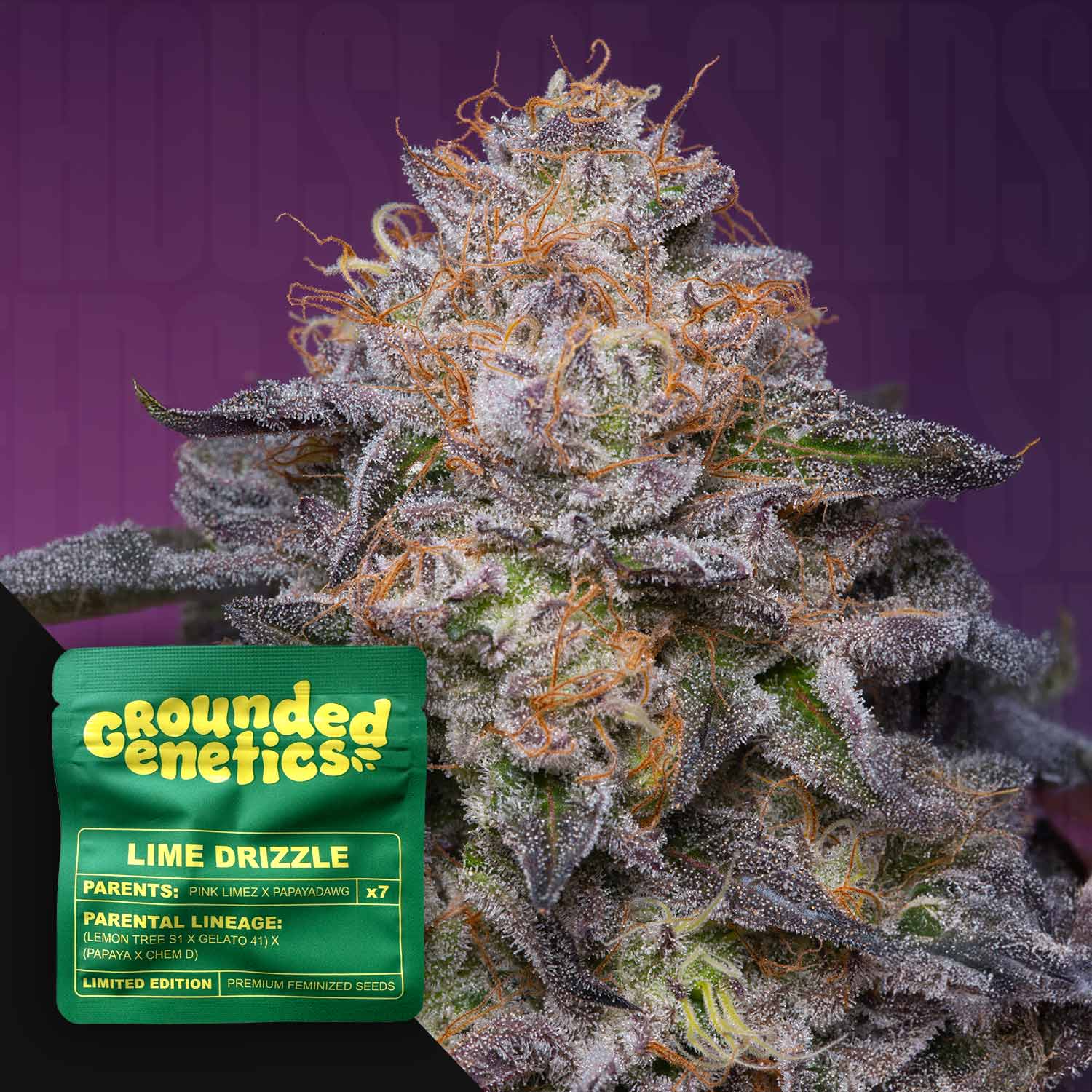 Lime Drizzle - House of Seeds