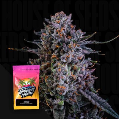 Lychee - House of Seeds