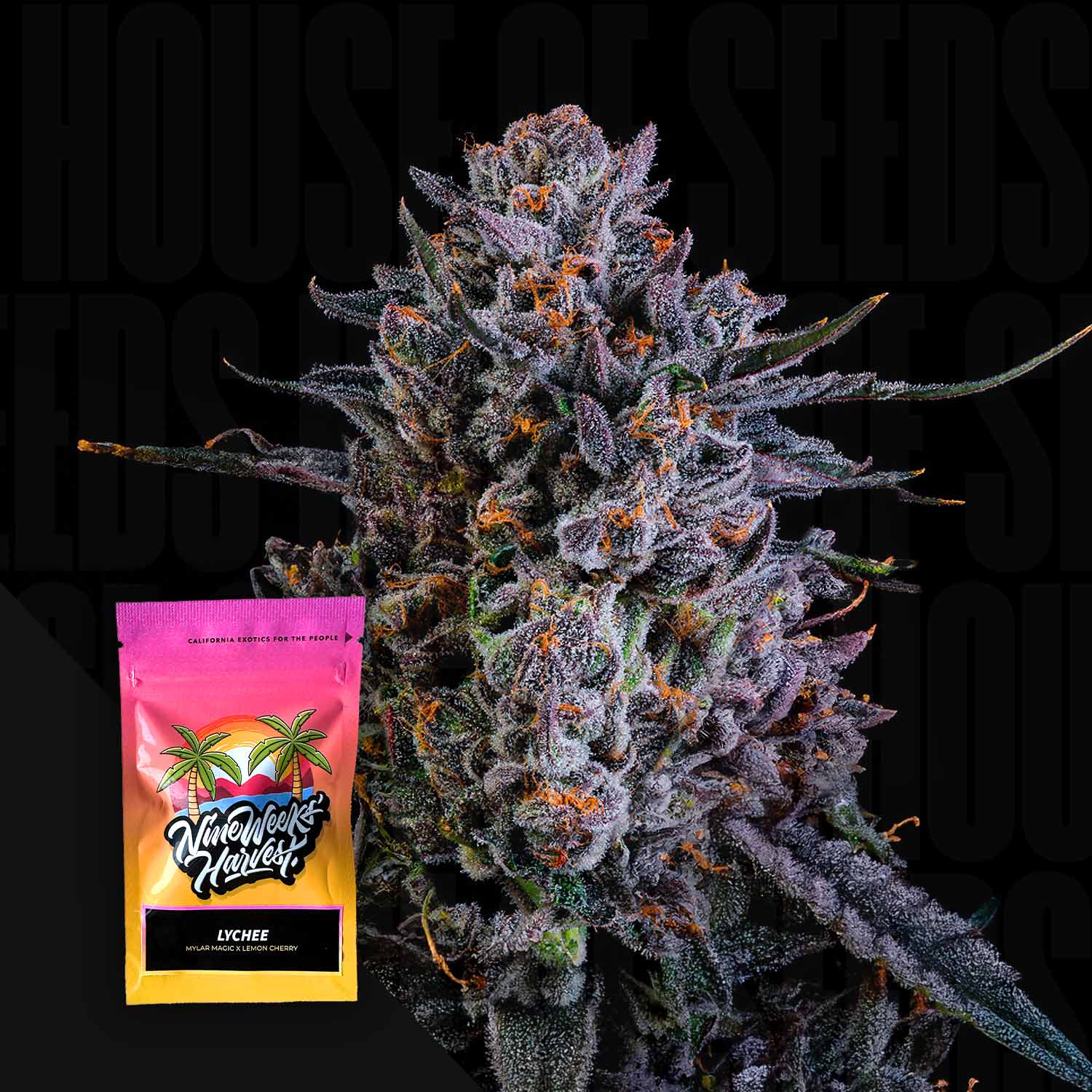 Lychee - House of Seeds
